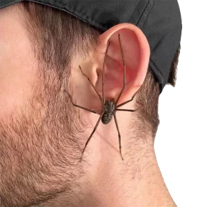 Creepy Spider Earrings